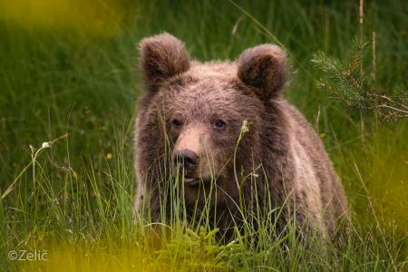 14 foto Sebastjan Zelič